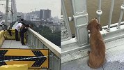 现实版的“忠犬八公” 主人跳桥轻生 狗狗守候不走
