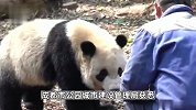 成都大熊猫基地主管部门：大熊猫宝新已去世，死因正在调查