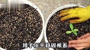 在家阳台种植向日葵，90天后还能收获一大盆瓜子，有空你们也试试