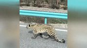四川甘孜州巴塘县拍到雪豹：一只从公路上缓慢走过，另一只沿河滩往下游走