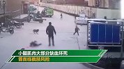 8岁女童被恶犬扑咬险些截肢 狗主人拿3.7万后就不再露头