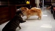 猫狗大战：咏春激迎截拳道！！