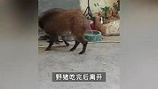 野猪闯小伙家被收养，取名“面条”：只要不伤人就一直养，专家提醒！