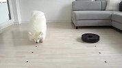 狗粮被扫地机器人吃光，萨摩耶会啥反应？看完忍住别笑