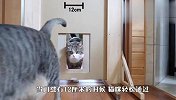 猫咪能钻过6cm的门缝吗？猫：我太难了！