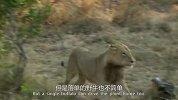 狮子大战非洲野牛现场，一个比一个猛，结果看傻我