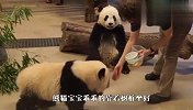 奶妈跟前是乖宝宝，奶妈一走就变身小霸王，受气熊猫：谁来管管
