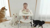 柴犬偷吃小主人饭，不料被铲屎官发现了，看完忍住别笑
