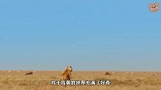 满月小狮子从洞穴出来，在干旱的草原上，生存太不容易