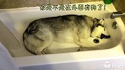 主人要带二哈出去玩，智障二哈非要赖在浴缸里洗澡