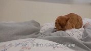 女主人睡觉不做饭，猫咪饿的组团去叫起床，场面笑爆了