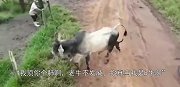 老牛被2条恶犬偷袭，顿时就怒了，牛-我顶你个肺啊！