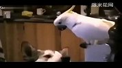 萌鹦鹉竟趁主人不在偷喂哈士奇吃面条！