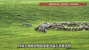 月薪1.6万放3000只羊！内蒙古老板招聘：包吃住有Wi-Fi，更适合夫妻搭档