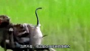 猴子兄弟遭遇流浪狗攻击，绝望之际爬到树上，才逃过一劫