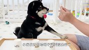 主人把食物放纸杯里，3只柴犬能成功找到吗？场面笑爆了