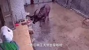 家养的老牛跑了出来，看见主人直接撞了过去，胸部被撞成内伤！
