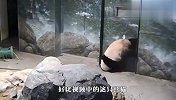 有一只酷爱杂耍的熊猫，树表示很担忧：我还能坚挺多久？