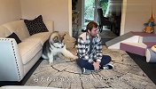 主人故意不理狗狗，结果一百多斤的阿拉生气了，场面笑爆了