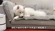 爱吃醋的萨摩耶，看到主人亲近猫咪会怎么样？太好玩了哈哈