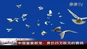 中国富豪新宠 身价25万欧元的赛鸽