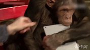 猩猩和人类一起研究iPad，高智商的他们又有什么新发现？