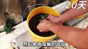 南瓜椒这样种一棵就结十来斤，天天能吃上新鲜辣椒，方法收好不谢