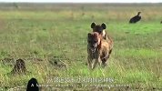 鬣狗被同族群殴现场，差点直接吃席，场面太激烈了