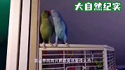 两只鹦鹉在聊天，主人好奇走进听清楚后，忍不住直接笑喷了