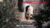 小孩向“和花”“和叶”扔螺帽，致大熊猫馆紧急闭馆、消毒排查，大量排队游客受影响