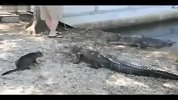 [搞笑]猫猫吓走鳄鱼