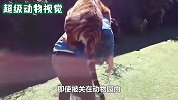男子准备给老虎喂食，这时老虎却突然发飙，朝男子扑了过去