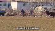 大黄牛装车时受惊逃窜，村民逃跑躲避三轮车被顶翻，目击者：最终打麻醉制服
