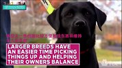 绝世好狗狗之服务犬那些事