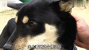 田园犬养育12只小狗，却对其中5只爱答不理，原来牵扯自己亲姐妹
