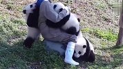 照顾熊猫有多不容易？奶妈直呼太难了，看完还想去应聘吗