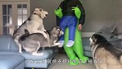 铲屎官假装被外星人抓走，哈士奇会怎么做？结局笑翻了