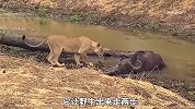 野牛深陷泥潭无法自拔，而母狮却趁机杀了过来，野牛能否逃过一劫
