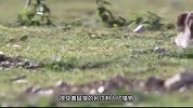 黄鼠狼有多厉害，不仅能在陆地干掉野兔，还能在水中战胜大鸟