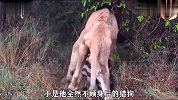 皮包骨老雄狮抢夺鬣狗美食，一人大战十几只鬣狗，场面意想不到！