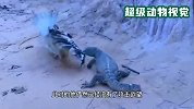 老鹰捕杀巨蜥，结果反被巨蜥咬断翅膀！太惨了