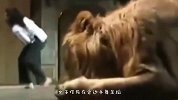 雄狮正在进食，女子作死地在旁边手舞足蹈，谁料雄狮直接扑上去！