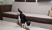 铲屎官扮鬼吓唬猫咪，不料这猫不一般，忍住千万别笑