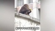 “猴王”视察男生宿舍？还在楼顶吃起免费香蕉，消防清空宿舍：逮