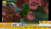 稀奇！花里长花又长叶