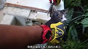 无助被困的小猫咪！又有谁来帮助它！