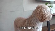 狗狗只肯站着睡觉，动物专家给出结论，主人后悔不已