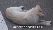 被抛弃的小狗找了主人3个月，被救后，举动看哭众人