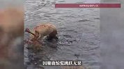 江苏一头野生麋鹿被渔网缠住，犄角困在河沟里浑身血淋淋！一针麻药获救