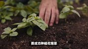 花烟草的养殖方法和注意事项